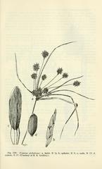 Rush-like Flatsedge
