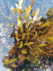 Stephanocystis