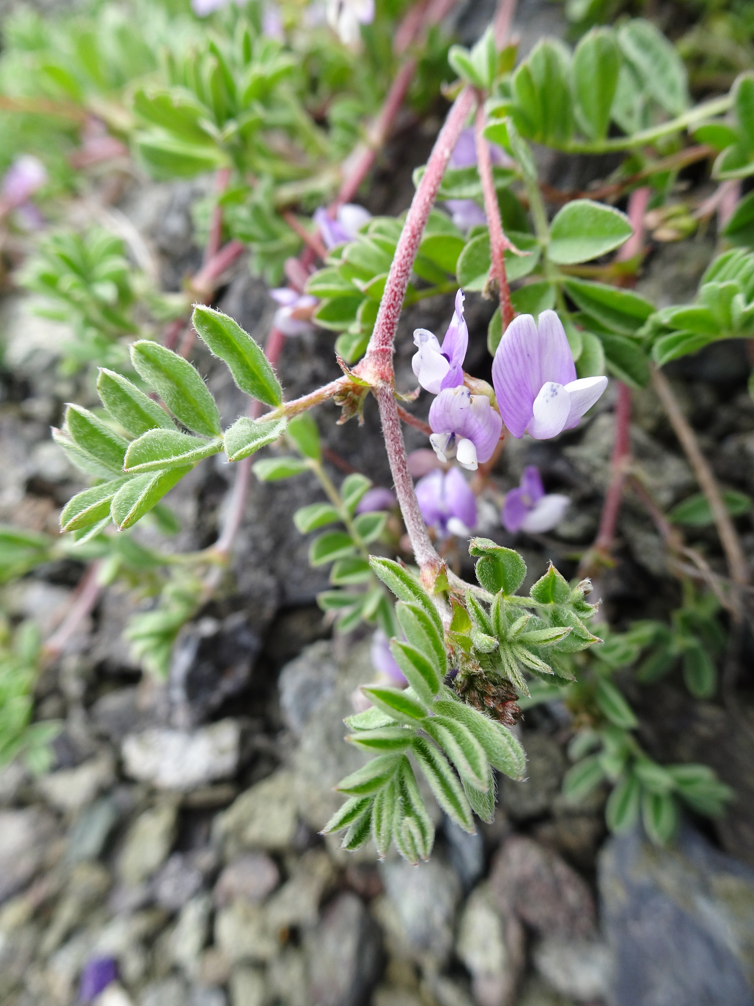 Astragalus microcystis