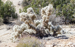 Cylindropuntia chuckwallensis