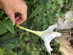 Ipomoea tastensis