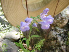Scutellaria integrifolia