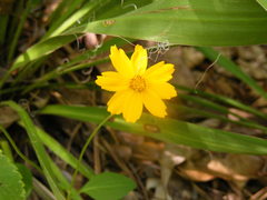 Coreopsis auriculata