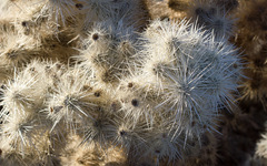 Cylindropuntia chuckwallensis
