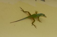 Anolis bimaculatus