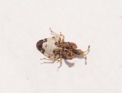 Lophoscutus