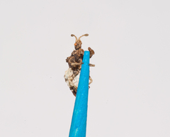 Lophoscutus