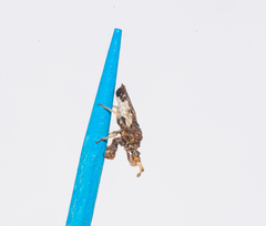 Lophoscutus