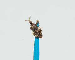 Lophoscutus