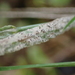 Blumeria graminicola - Photo (c) carnifex,  זכויות יוצרים חלקיות (CC BY), הועלה על ידי carnifex