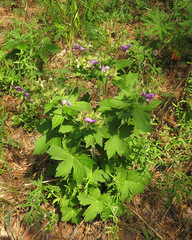 Geranium platyanthum