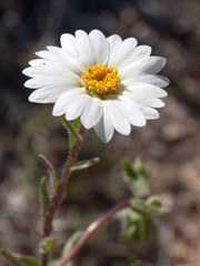 Layia glandulosa