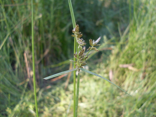 Cyperus sanguinolentus