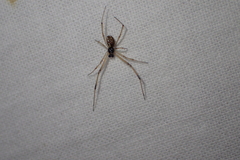 Latrodectus geometricus