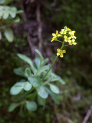 Draba zionensis