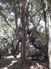 Ficus americana