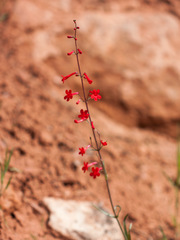 Penstemon utahensis