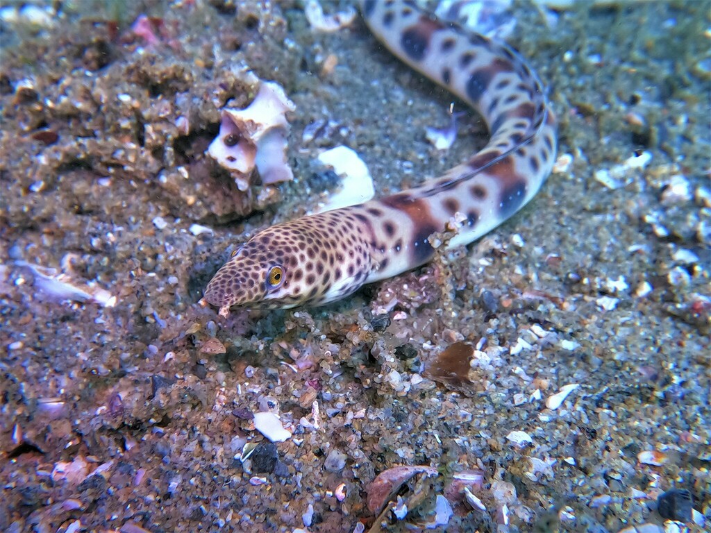 Smallfish snake-eel