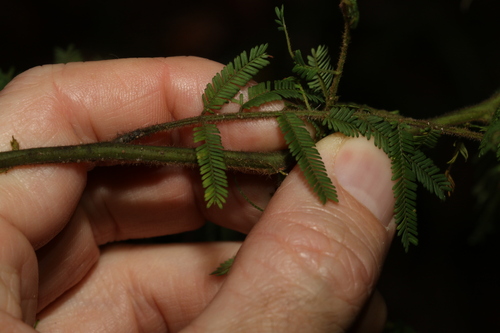 Image of Acacia oshanesii by (c) Greg Tasney, some rights reserved (CC BY-SA)
