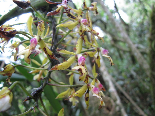 Epidendrum cooperianum Bateman ex Lindl. 2