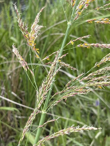 Image of Zizaniopsis miliacea by no rights reserved