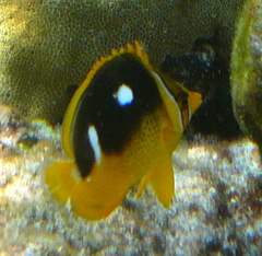 Chaetodon quadrimaculatus