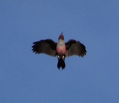 Lewis's Woodpecker photo 6
