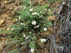 Pimelea urvilleana