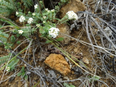 Pimelea urvilleana