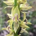 King Leek Orchid - Photo (c) QuestaGame, some rights reserved (CC BY-NC-ND), uploaded by QuestaGame