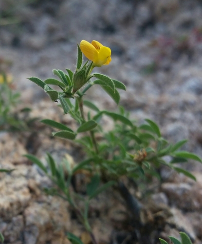 Stylosanthes viscosa