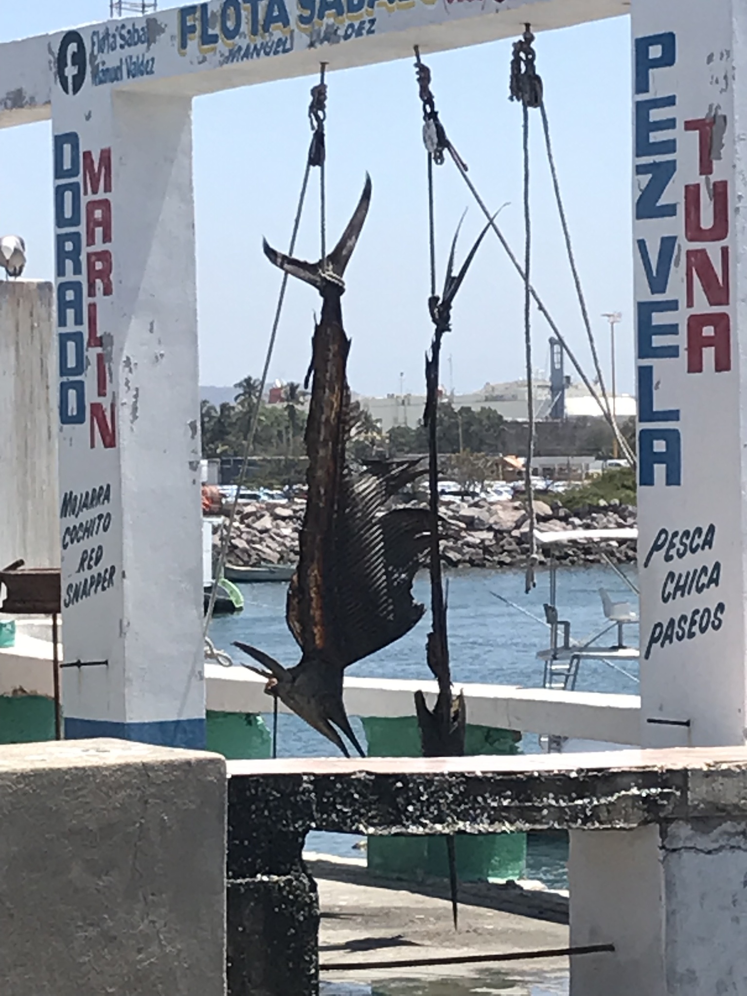 퀴즈 이미지: 수중에서 가장 빠른 동물은?
