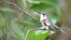 Short-Tailed Woodstar photo 3