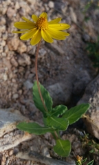 Melampodium sinuatum