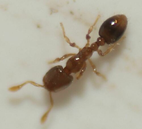 阿兹特克火蚁Solenopsis azteca