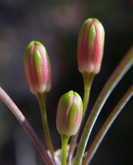 Bessera tenuiflora