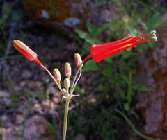 Bessera tenuiflora