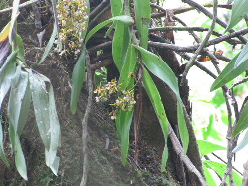 Epidendrum cooperianum Bateman ex Lindl.