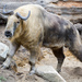 Sichuan Takin - Photo (c) Eric Kilby, some rights reserved (CC BY-SA)