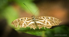 Catuna