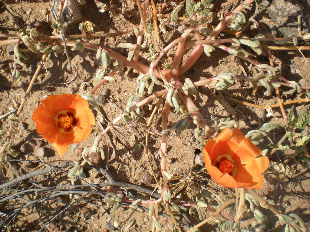 Portulaca echinosperma