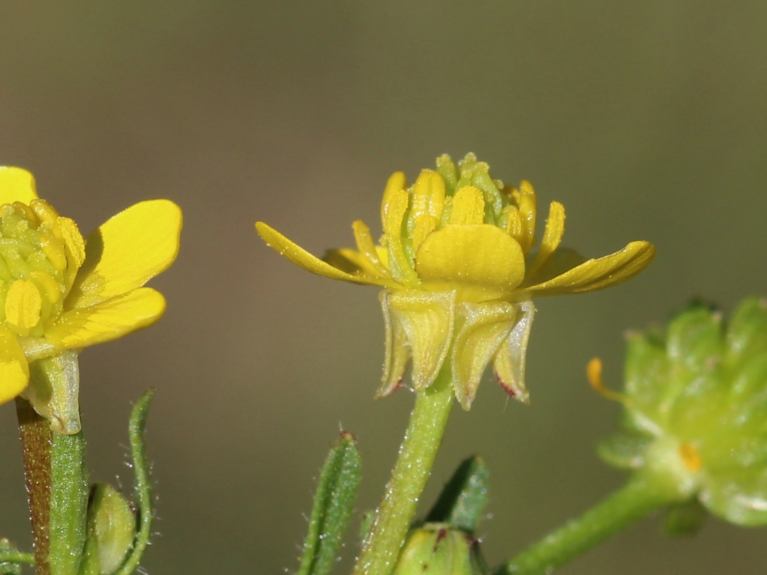 Ranunculus trilobus