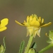 Ranunculus trilobus - Photo (c) jmneiva, osa oikeuksista pidätetään (CC BY-NC), lähettänyt jmneiva