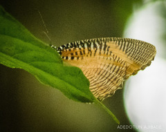 Elymnias bammakoo
