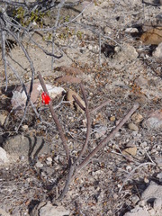 Peniocereus striatus