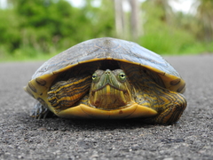 Trachemys ornata