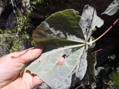 Abutilon reventum