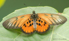 Acraea peneleos