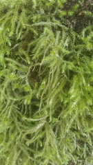 Pseudisothecium myosuroides