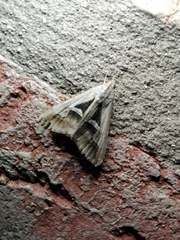 Melipotis bisinuata